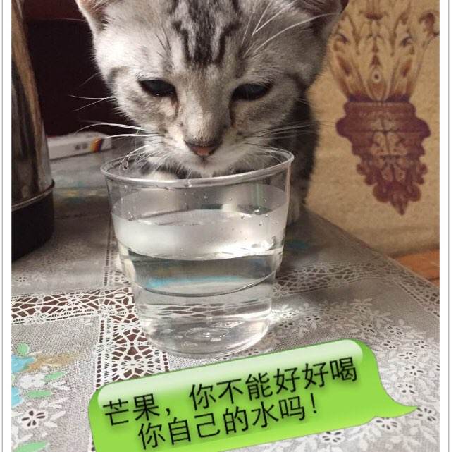 莫洛伊学院毕业证办理